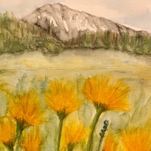 Jim Slavik -  Crested Butte Wildflowers