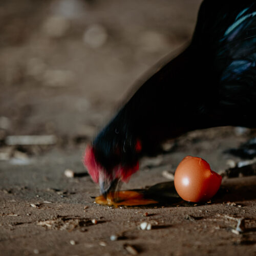 a black chicken pecks at a broken brown egg on a dirt floor, with the egg yolk spilled out beside the eggshell.