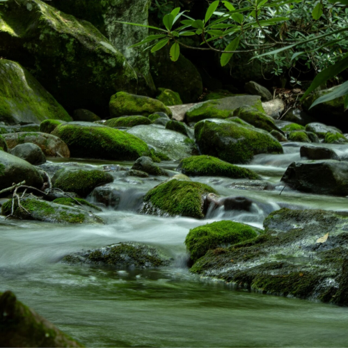A gentle stream flows over moss-covered rocks in a lush, green forest. The water appears smooth, creating a tranquil, serene atmosphere surrounded by dense foliage and shaded by overhanging branches.