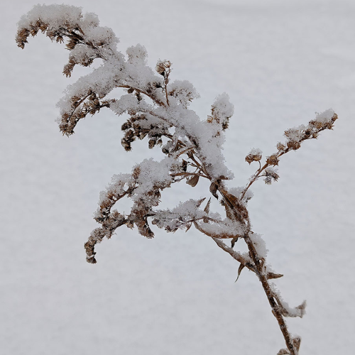 A dried plant stem covered in fresh, white snow stands against a smooth, snowy background.