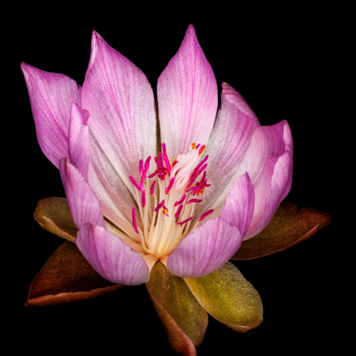 A close-up of a pink and white flower with yellow and green petals at the base, and bright red stamens, isolated on a black background.