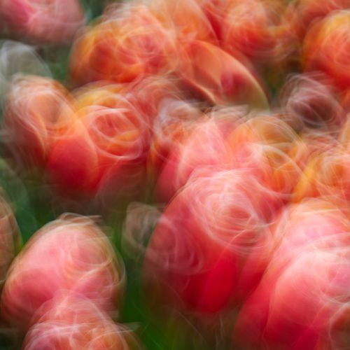Blurry orange and pink tulips with swirling motion create an abstract, dreamy effect, perfect for e-commerce visuals. The flowers blend together with soft green hints in the background, giving a sense of movement and vibrant color.