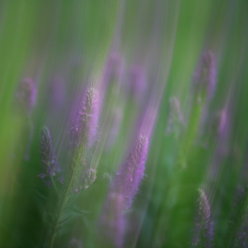 Blurry, dreamy image of purple wildflowers with tall green grass, featuring soft, vertical streaks that give a painterly, abstract effect—perfect for adding a touch of artistic elegance to your e-commerce visuals.